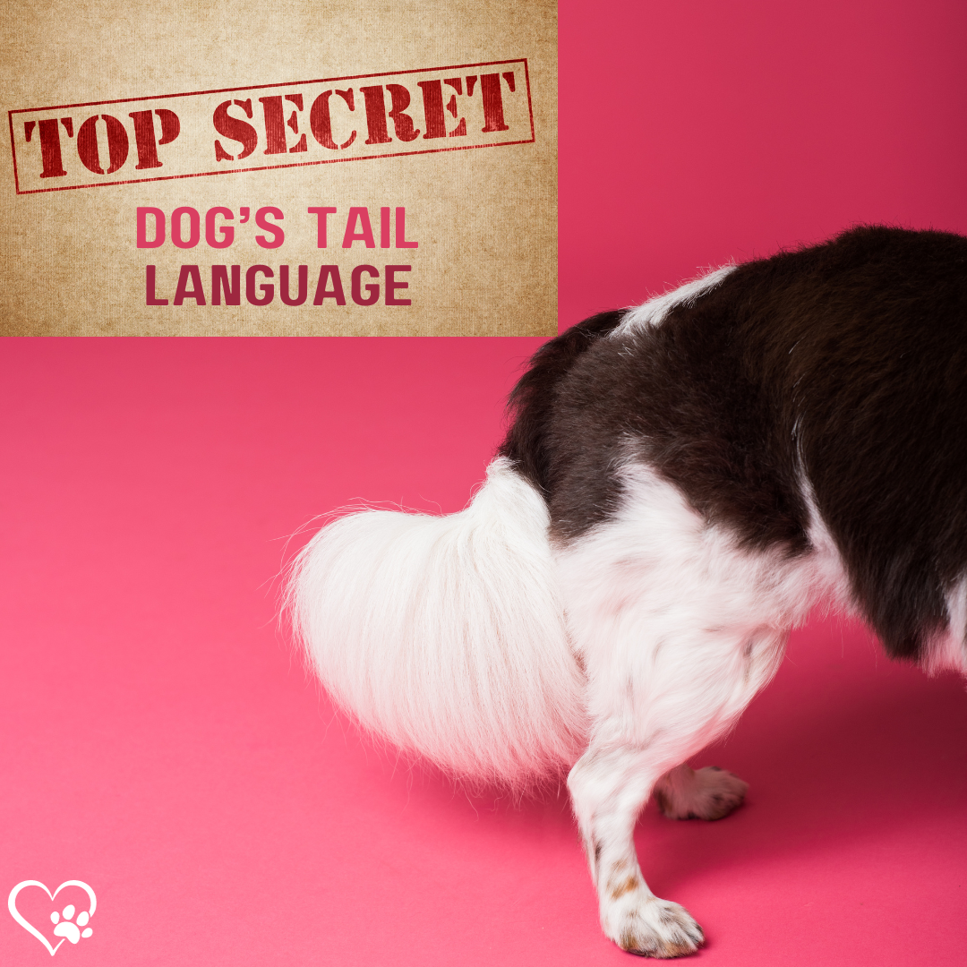 Secrets Of Your Dog's Tail