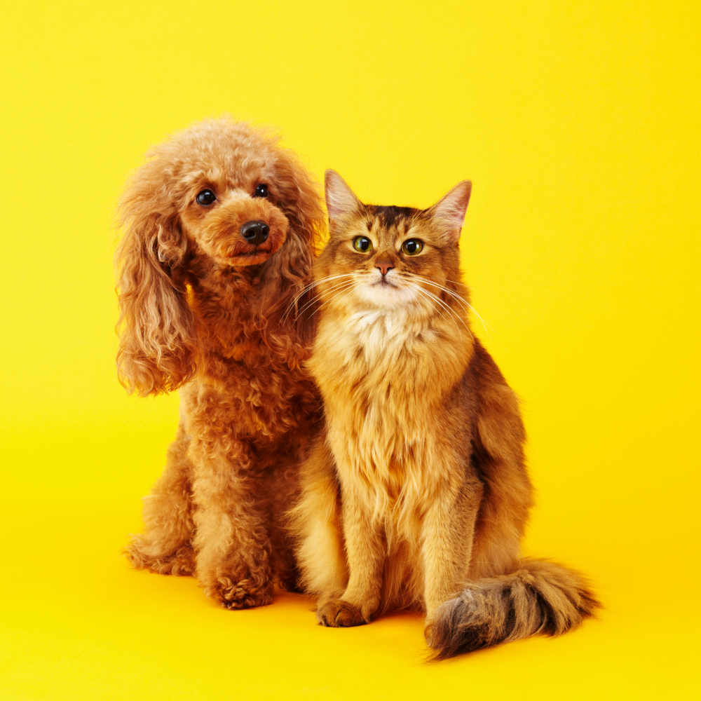 SHOP ALL CAT & DOG PRODUCTS