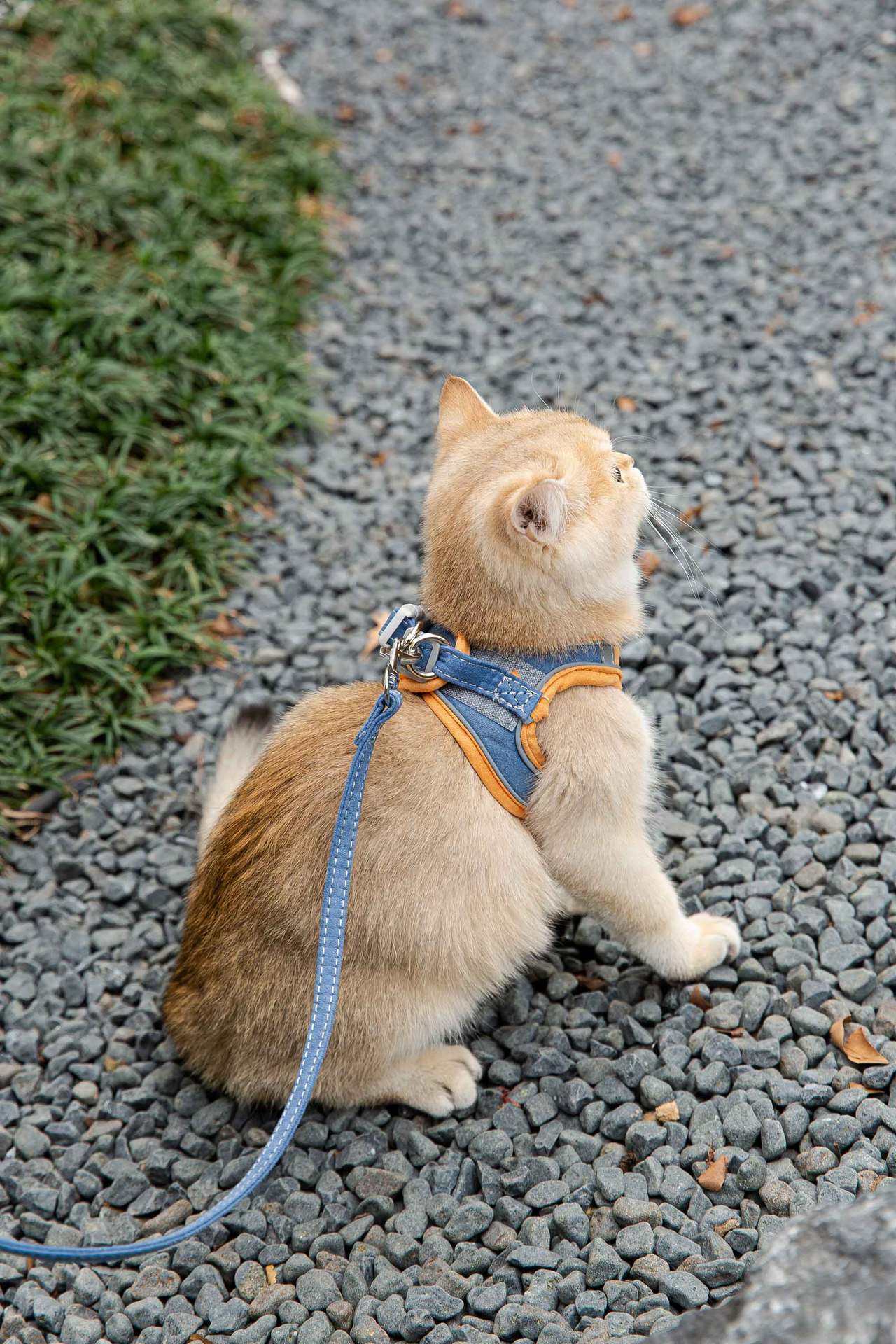 Cat Traction Rope Vest-Style Harness: