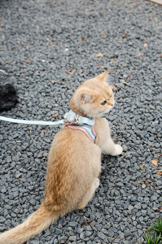 Cat Traction Rope Vest-Style Harness: