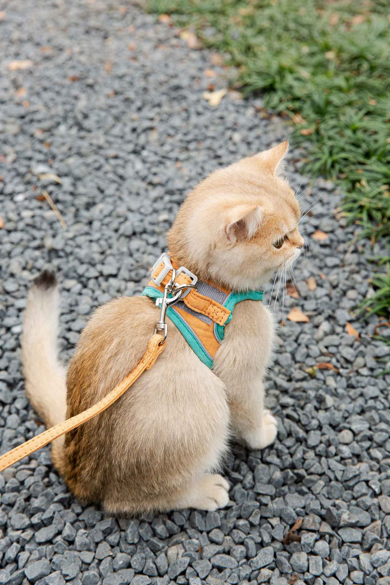 Cat Traction Rope Vest-Style Harness: