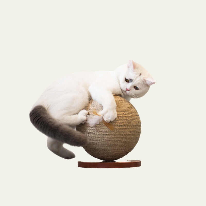 Cat Catches The Natural Ball