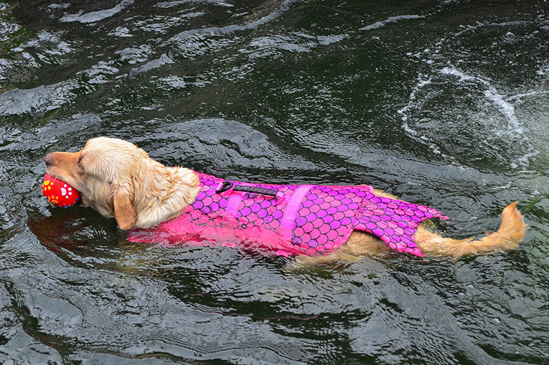 Dive Paw Mermaid Shark Dog Life Vest