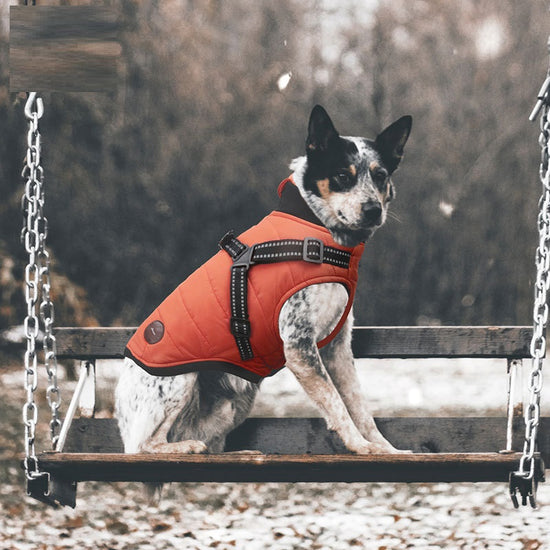 Autumn and Winter Cotton-Padded Dog Jacket 
